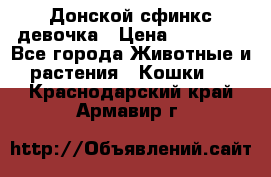 Донской сфинкс девочка › Цена ­ 15 000 - Все города Животные и растения » Кошки   . Краснодарский край,Армавир г.